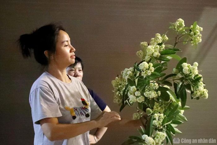 Mùi hương hoa sữa gây khó chịu với một số người dân nhưng cũng có nhiều người khác lại rất thích, ngay khi công nhân cắt tỉa liền đến nhặt hoa mang về.