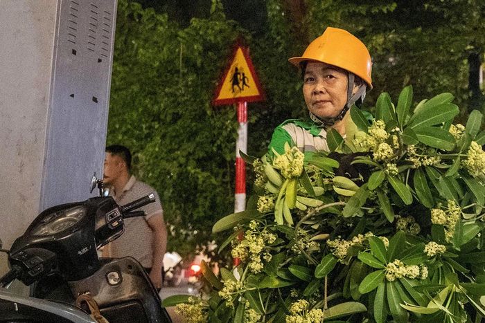 Hoa sữa sau khi cắt tỉa được công nhân khẩn trương thu dọn.
