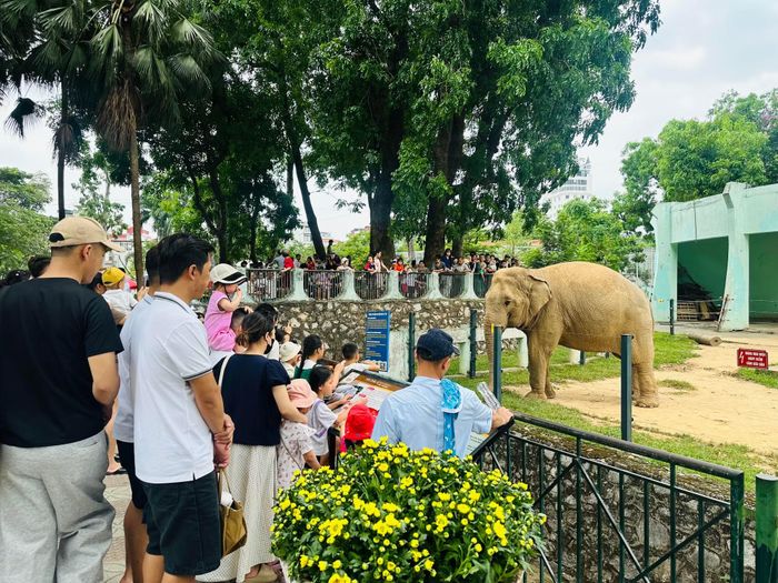 Hình ảnh những con thú quen thuộc như voi, khỉ, cá sấu...nuôi nhốt trong chuồng tại Công viên Thủ Lệ.