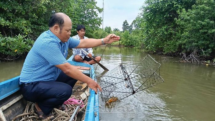 Cán bộ khuyến nông tỉnh Cà Mau cùng ông Trần Đông Triều kiểm tra chất lượng cua nuôi trong vuông.