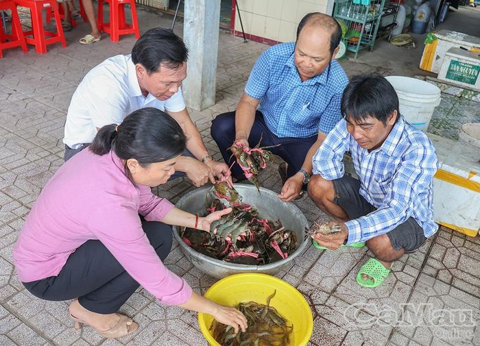 Cán bộ khuyến nông tỉnh, đại diện chính quyền địa phương và ông Trần Đông Triều kiểm tra, đánh giá tình trạng sinh trưởng của tôm, cua tại mô hình.