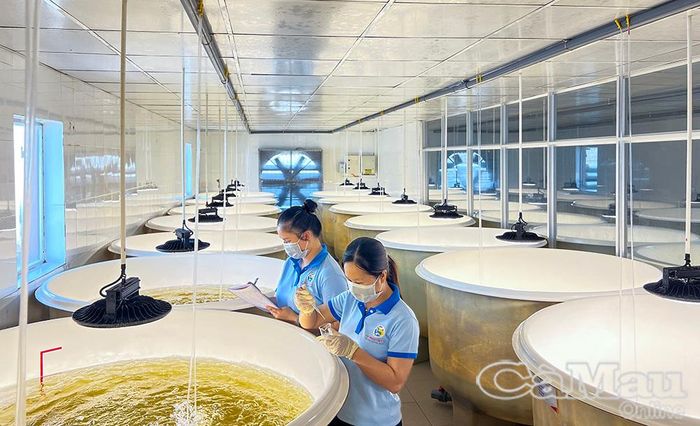 Quy trình xét nghiệm, chăm sóc tảo làm thức ăn cho tôm tại Công ty Cổ phần Việt - Úc Bạc Liêu.