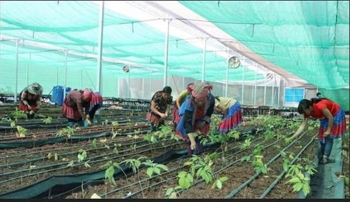 Huyện Sìn Hồ, Lai Châu phát triển cây dược liệu giúp dân thoát nghèo. Ảnh: Thế Anh