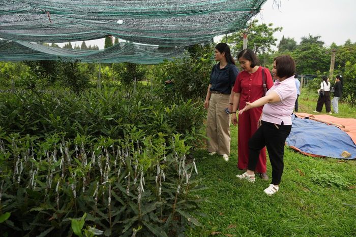         Bà Nguyễn Thị Hạnh, Giám đốc Công ty Giống lâm nghiệp vùng Đông Bắc, trụ sở tại tỉnh Lạng Sơn (ngoài cùng bên phải)         Ảnh: Đông Sơn