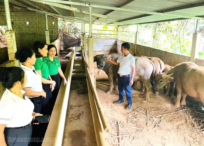 Hội Nông dân xã Vị Xuyên ra mắt Tổ Hội Nông dân nghề nghiệp “Nuôi trâu sinh sản” tại thôn 6, góp phần phát triển kinh tế và nâng cao hiệu quả liên kết sản xuất của hội viên.
