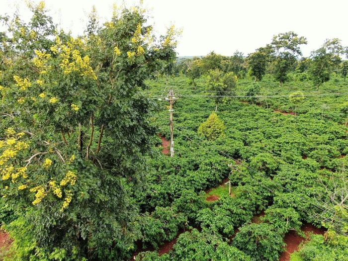 Công ty Cà phê 15 từng bước xây dựng vùng cà phê hữu cơ.