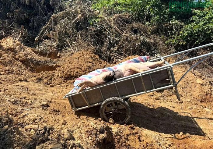 Chủ tịch UBND cấp xã chịu trách nhiệm nếu thiếu trách nhiệm trong lãnh đạo, chỉ đạo để dịch bệnh lây lan diện rộng, gây thiệt hại lớn.