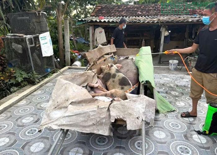 Dịch bệnh khiến nhiều hộ chăn nuôi rơi vào cảnh trắng tay.