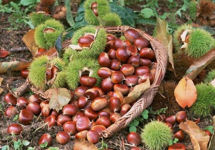 Hạt Dẻ Trùng Khánh Cao Bằng