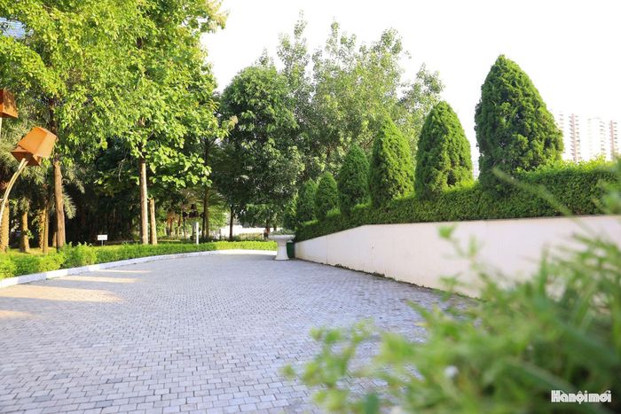 Cây xanh được bố trí dọc các tuyến đường dạo và quanh khu vực hồ, tạo nên lớp cảnh quan mềm mại bên cạnh những công trình cao tầng.