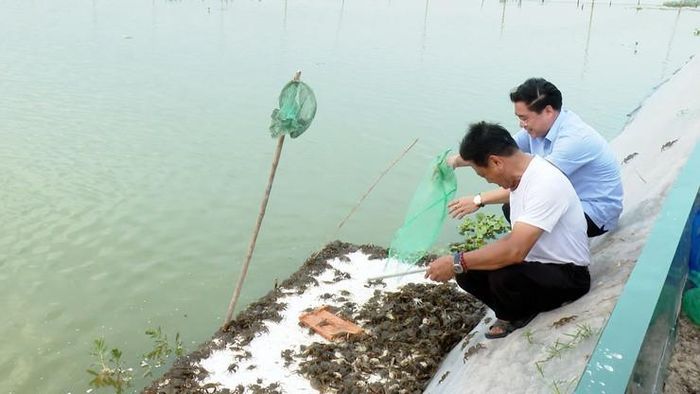 Mô hình nuôi cua cà ra của gia đình ông Nguyễn Minh Thư ở thôn Đống Long. Ảnh: Đức Duy