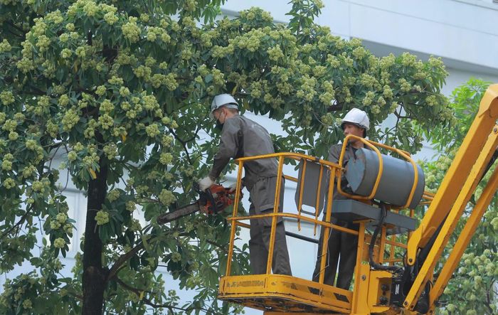 Theo Công ty Cây Xanh, cách làm này vừa giúp tiết giảm tối đa mật độ phát tán mùi hương, vừa giữ nguyên dáng thế và sự sinh trưởng tự nhiên của cây xanh đô thị.