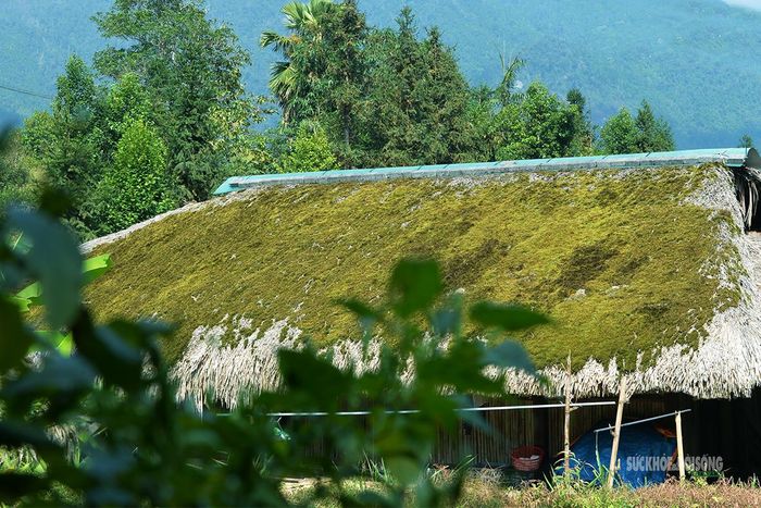 Lớp rêu dày tạo nên sắc xanh đặc trưng trên những mái nhà lâu năm. Ảnh: Tuấn Anh
