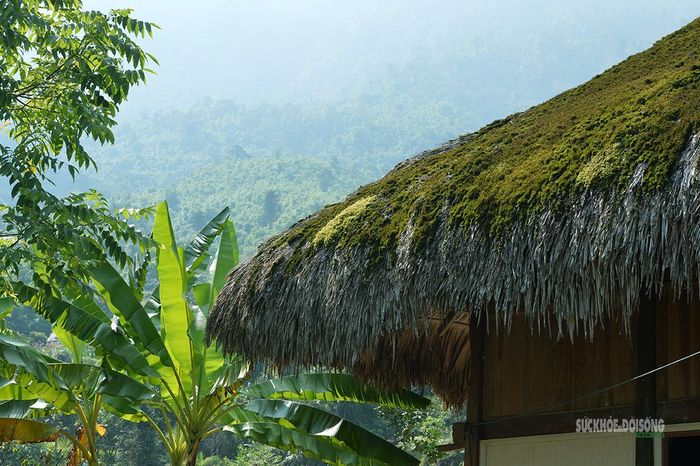 Sắc xanh của rêu hòa cùng màu lá cọ và núi rừng Tây Côn Lĩnh. Ảnh: Tuấn Anh