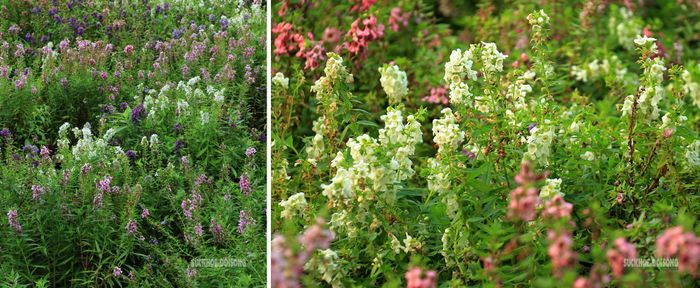 Những khóm violet Nhật với sắc hồng, tím, trắng đua nhau khoe sắc. Ảnh: D. Hằng