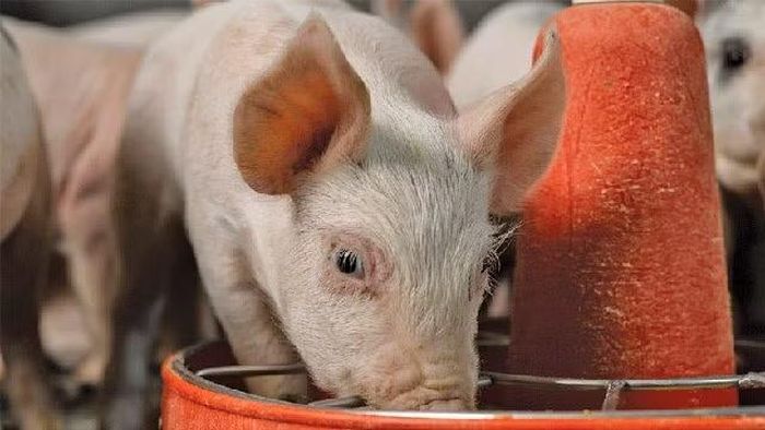 Cháo heo còn được dùng để chỉ loại thức ăn cho heo ăn.