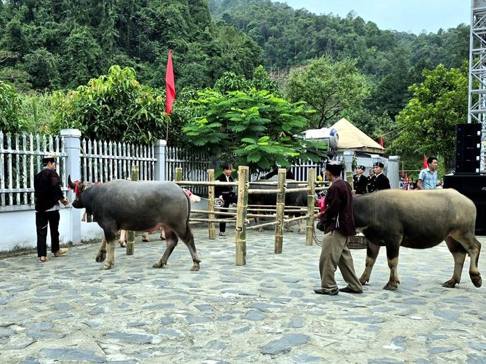 Trâu được dắt vào chuồng làm lễ
