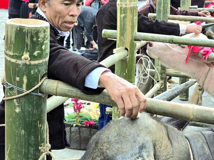 Thầy cúng nắm một nắm cơm nếp thật chặt chấm lên đầu trâu