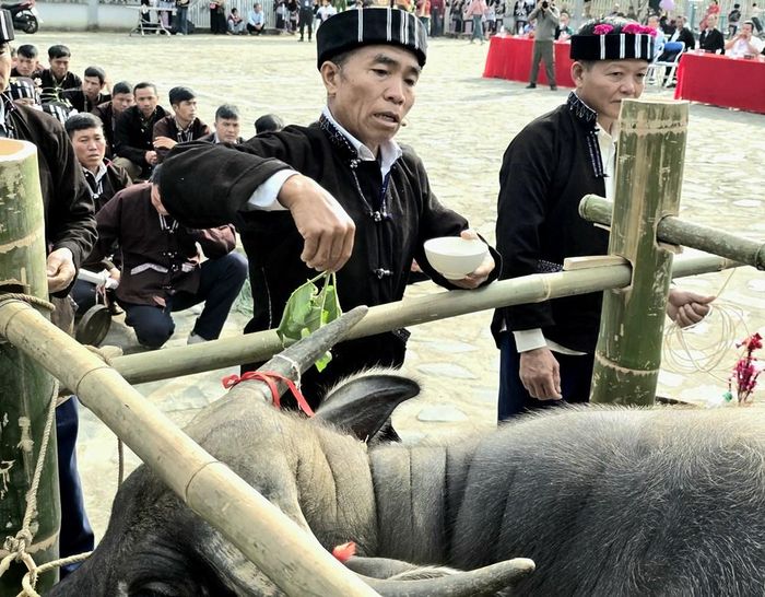 Thầy cúng dùng cây gai nhúng vào bát nước bồ kết vẩy khắp người trâu nhằm gột rửa mọi mệt nhọc, khổ cực và bệnh tật