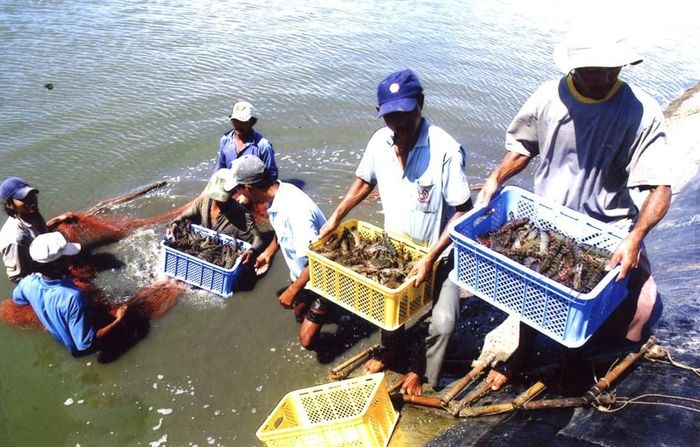Cà Mau là địa phương có diện tích nuôi tôm lớn nhất vùng Đồng bằng sông Cửu Long