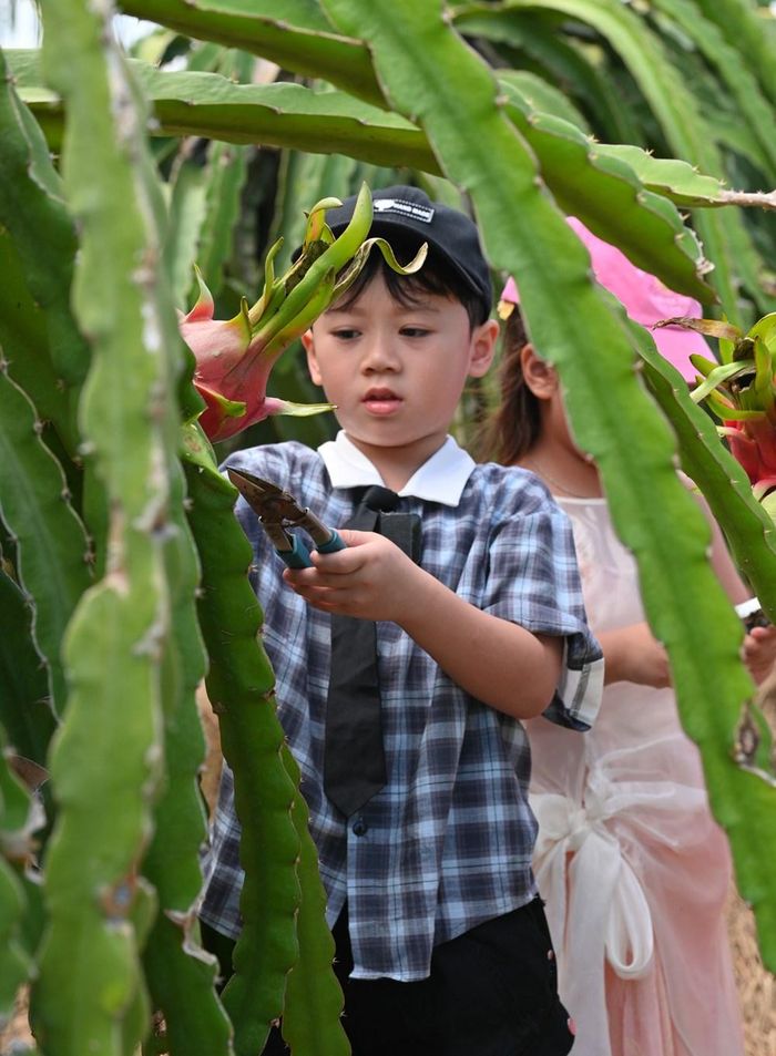Bé Đậu con trai Huy R hái trái thanh long