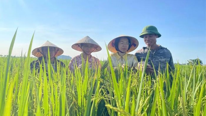 Cán bộ ở Thanh Hóa cùng nông dân theo dõi cây lúa canh tác theo mô hình giảm phát thải. (Ảnh: MAI LUẬN)