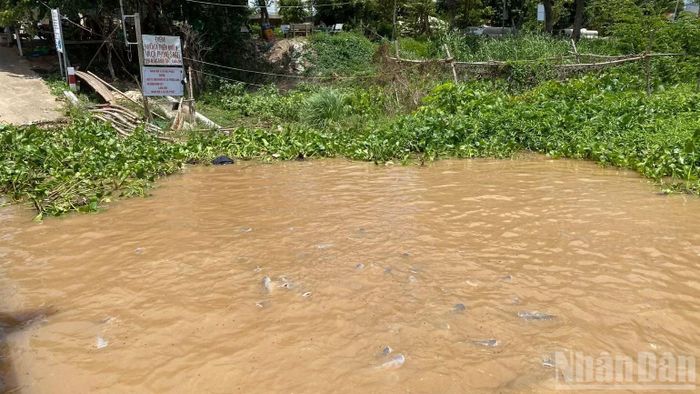 Bầy cá tự nhiên được ông Phùng và dân cư trong khu vực bảo vệ, chăm sóc. ( Ảnh:Thanh Dũng)
