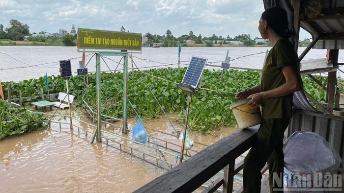 Hơn 10 năm qua, bà Diệu gắn bó nuôi bầy cá thiên nhiên. (Ảnh: Thanh Dũng)