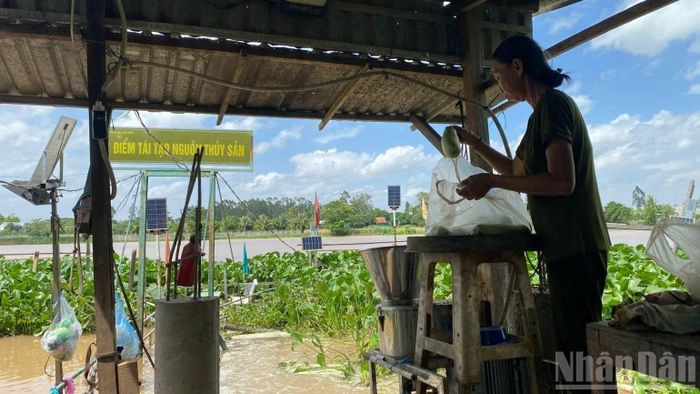 Bà Nguyễn Thị Diệu đang xay nhuyễn rau củ quả cho cá ăn. (Ảnh: Thanh Dũng)