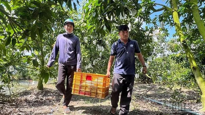 Một vườn xoài khác của hộ ông Lương Quốc Toản đang cho thu hoạch. (Ảnh: HỮU NGHĨA)