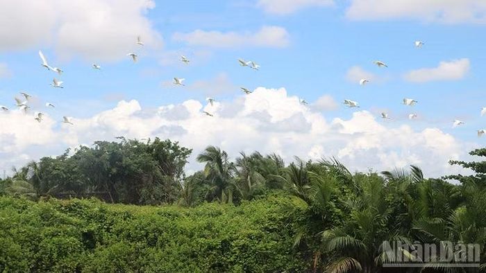 Chim, cò cư trú, sinh sản tại các bãi sông, ven biển tại phường Trường Long Hòa, tỉnh Vĩnh Long (Ảnh: MINH KHỞI)