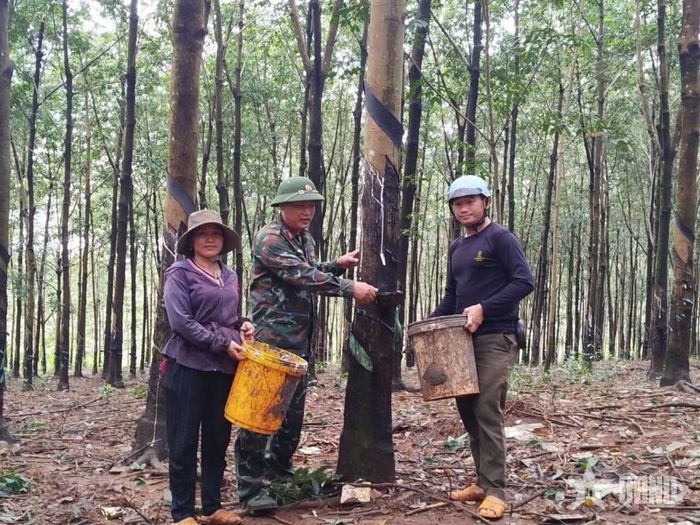 Cán bộ Công đoàn Đoàn Kinh tế - Quốc phòng 720 (Binh đoàn 16) hướng dẫn người lao động khai thác mủ cao su kết hợp tuyên truyền kiến thức pháp luật.
