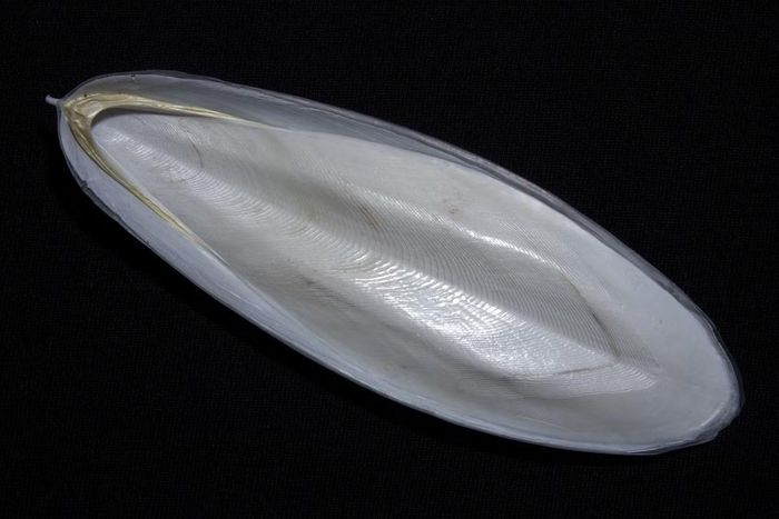 Ảnh: Wikimedia Commons 