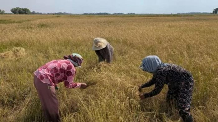 Nông dân tham gia chương trình Crane Rice thu hoạch lúa theo phương thức canh tác thân thiện với môi trường, góp phần bảo vệ sinh cảnh của sếu đầu đỏ tại Campuchia. (Nguồn: NatureLife Cambodia)