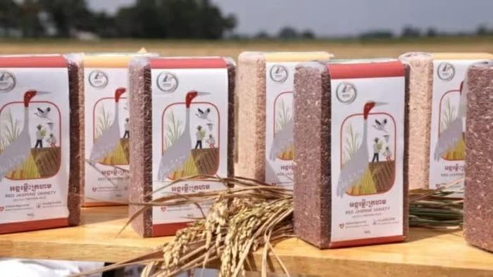 Gạo thơm đỏ được phân phối dưới thương hiệu Crane Rice. Lợi nhuận từ sản phẩm góp phần hỗ trợ nông dân trồng các giống lúa bản địa, nguồn thức ăn ưa thích của sếu đầu đỏ. (Nguồn: NatureLife Cambodia)