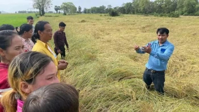 Nông dân tham gia chương trình Crane Rice được các chuyên gia nông nghiệp tập huấn kỹ thuật canh tác thân thiện với môi trường, góp phần bảo vệ sinh cảnh của sếu đầu đỏ. (Nguồn: NatureLife Cambodia)