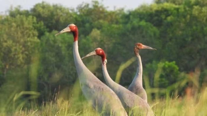 Sếu đầu đỏ phương Đông kiếm ăn trên cánh đồng thuộc chương trình Crane Rice, góp phần hình thành 185 ha đất canh tác thân thiện với loài chim này gần Khu cảnh quan bảo vệ Anlung Pring, Campuchia. (Nguồn: NatureLife Cambodia)