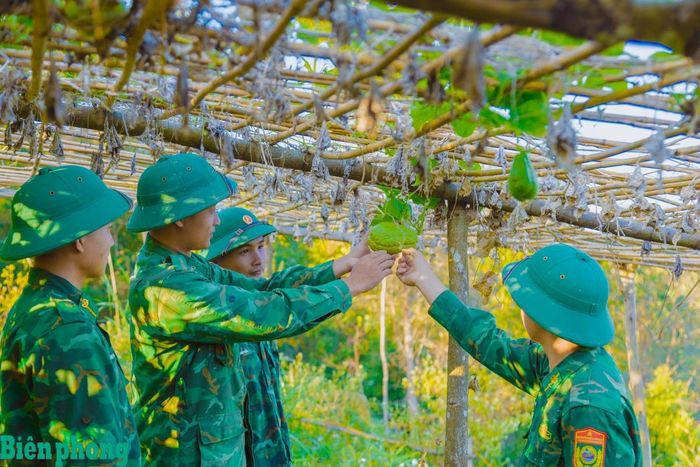 Cán bộ, chiến sĩ Đồn Biên phòng Mường Pồn kiểm tra, chăm sóc giàn su su trong khu tăng gia sản xuất tập trung. Ảnh: Khúc Cường