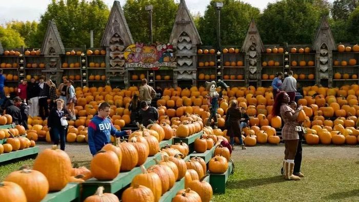 Khách tham quan chọn mua bí ngô tại The Great Pumpkin Farm. Ảnh: William Muench.