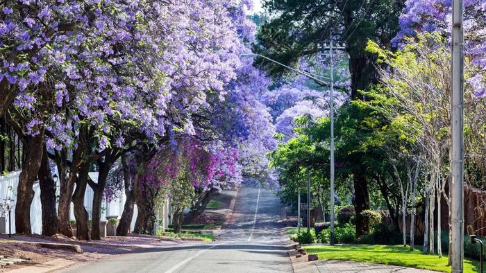 Phượng tím Jacaranda là biểu tượng của Pretoria, nhưng cũng gây ảnh hưởng đến hệ thực vật bản địa.