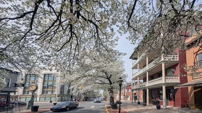 Ohio gọi cây lê Callery là "thảm họa sinh thái" và ra lệnh cấm từ năm 2023.