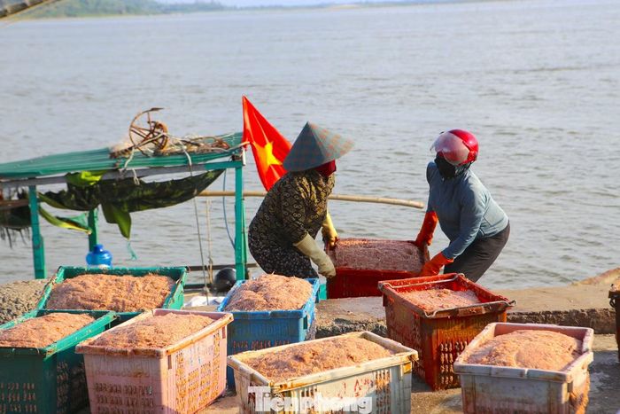 Thuyền viên Nguyễn Xuân Yên, trú xã Lộc Hà, cho biết tàu của ông chủ yếu đánh bắt ruốc ở vùng biển gần bờ. Những ngày này, ruốc xuất hiện nhiều nên việc khai thác thuận lợi. Có chuyến, tàu đánh bắt được khoảng 7 tạ ruốc, mang lại nguồn thu đáng kể cho các thuyền viên.