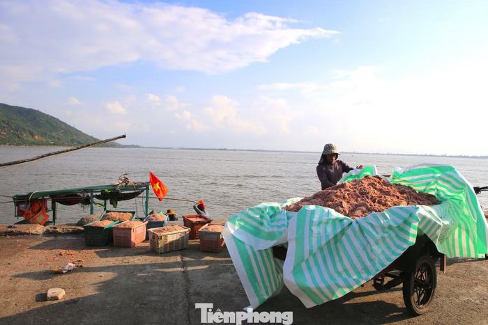 Ruốc biển là nguồn lợi thủy sản quan trọng của ngư dân ven biển Hà Tĩnh, không chỉ giúp ổn định thu nhập mà còn tạo việc làm cho nhiều lao động địa phương trong khâu thu mua, vận chuyển và chế biến.