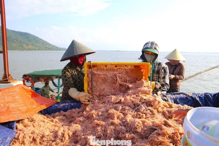 Theo ngư dân, ruốc tươi hiện được thương lái thu mua với giá khoảng 12.000-14.000 đồng/kg. Tùy sản lượng đánh bắt và chi phí nhiên liệu, mỗi chuyến biển có thể mang về doanh thu từ vài triệu đến hơn 10 triệu đồng. Sau khi trừ chi phí, mỗi người thu về hàng triệu đồng/ngày.
