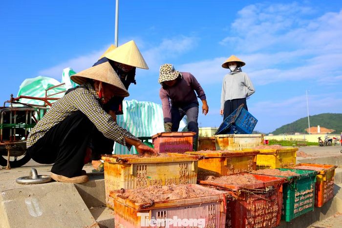 Theo lãnh đạo xã Lộc Hà, mùa ruốc biển không chỉ tạo việc làm, tăng thu nhập cho ngư dân trực tiếp khai thác mà còn góp phần thúc đẩy hoạt động thu mua, sơ chế và chế biến thủy sản tại địa phương. Chính quyền địa phương tiếp tục khuyến khích ngư dân khai thác gắn với bảo vệ nguồn lợi thủy sản, bảo đảm an toàn trong quá trình vươn khơi.