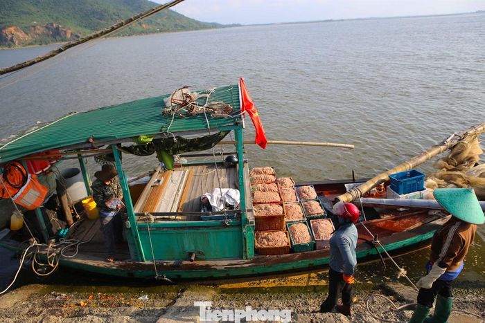 Ruốc tươi được tiểu thương thu mua để về chế biến làm thực phẩm. Ruốc chủ yếu đã được thuyền viên đựng vào các rổ nhựa để dễ dàng vận chuyển lên bờ và cân trọng lượng.