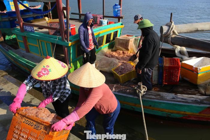 Mùa ruốc thường kéo dài từ tháng 5 đến hết tháng 10 âm lịch. Tại các vùng biển bãi ngang, ngư dân chủ yếu sử dụng tàu công suất từ 20CV đến hơn 40CV để khai thác.