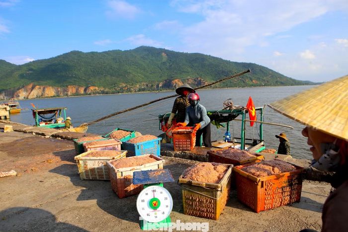 "Năm nay, thời tiết thuận lợi, biển êm và nắng đẹp nên ruốc xuất hiện nhiều gần bờ, sản lượng tăng gấp đôi so với năm trước. Mỗi chuyến ra khơi kéo dài khoảng 7 giờ, có ngày thuyền đi 3 - 4 chuyến, thu về cả tấn ruốc”, ông Nguyễn Văn Thắng (trú xã Lộc Hà) cho hay.