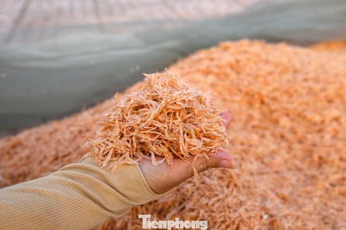 Sau khi đưa lên bờ, ruốc tươi được phơi ngay trên các tấm lưới hoặc trên bạt ni lông. Ruốc khô được bán cho các thương lái từ 100.000 đồng/kg. Ngoài ra ruốc còn được thu mua chế biến thành mắm ruốc.
