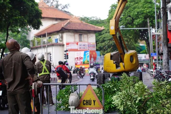 Hà Nội vừa cắt tỉa chùm hoa sữa tại nơi mật độ quá dày, ảnh hưởng đến người dân